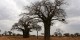 Tanzanie - 2010-09 - 308 - Tarangire - Baobabs
